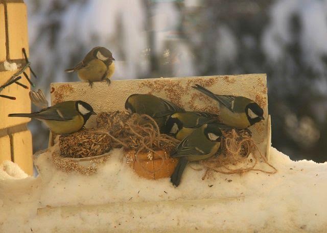 Природоохранная акция "Покормите птиц" стартовала в Нижегородской области