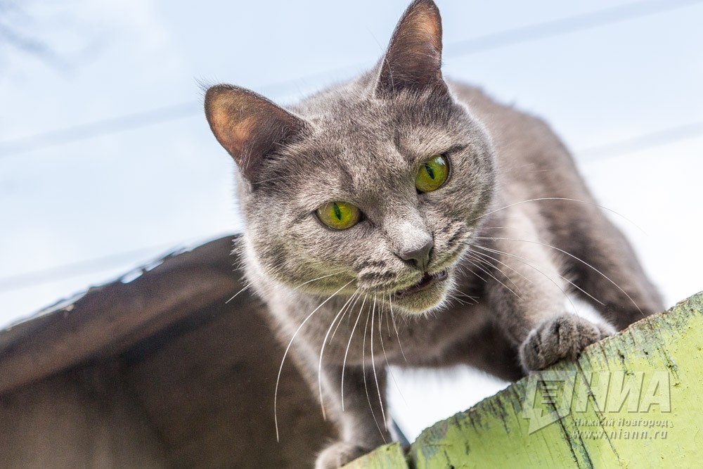 Очаг бешенства кошек выявили в Лукояновском районе