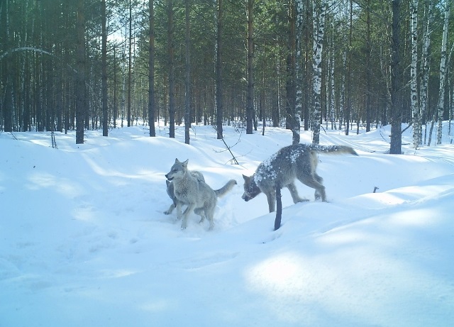 Вознаграждение за добычу волка в Нижегородской области увеличили до 35 тысяч рублей
