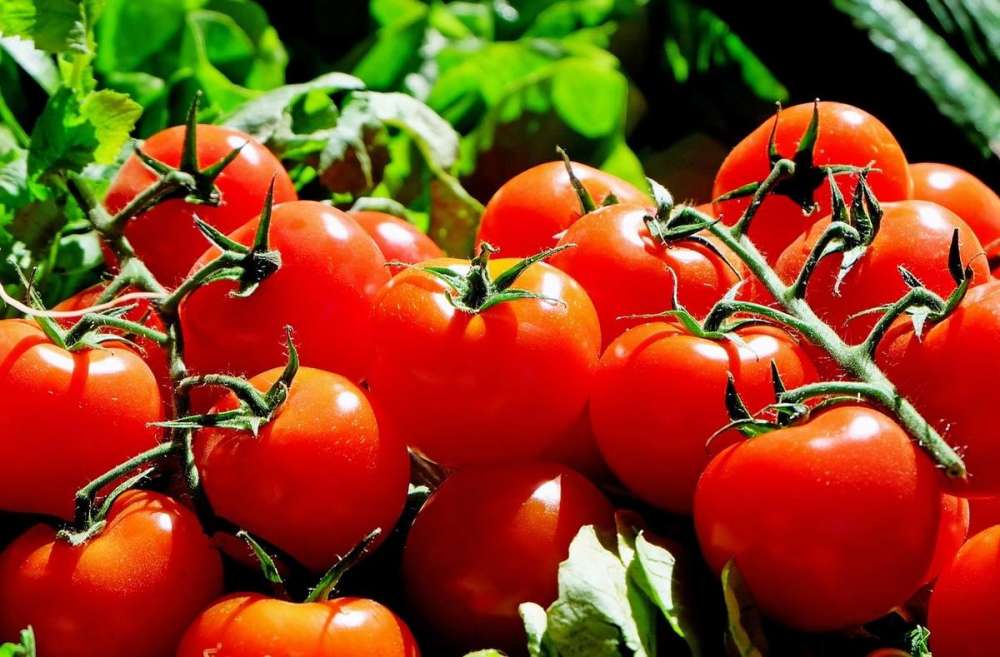 Более 20 тысяч тонн тепличных овощей произведено в Нижегородской области в 2022 году