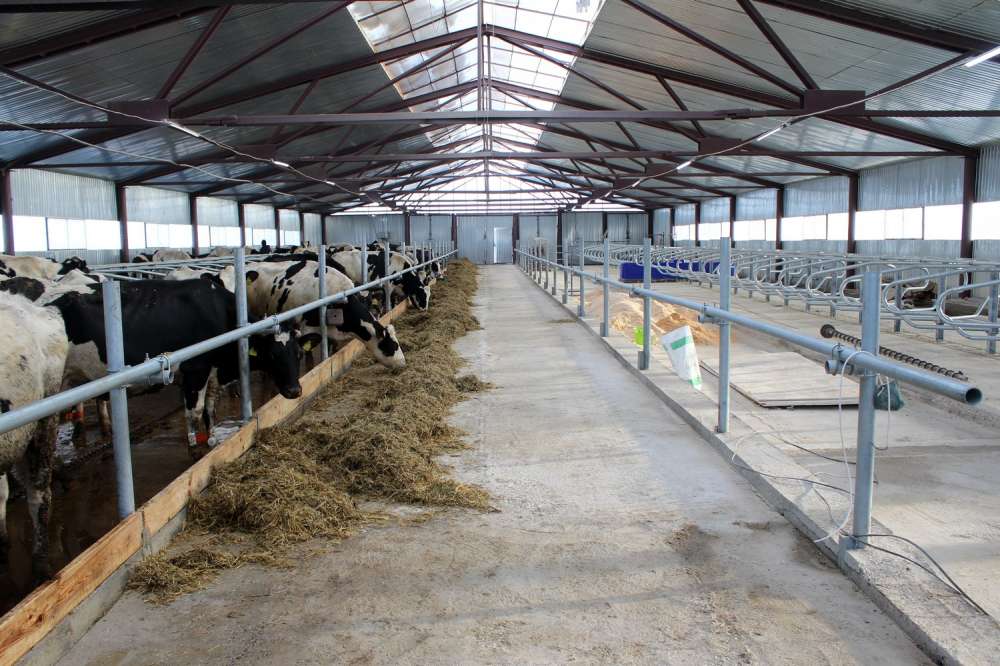 Роботизированная ферма на 140 молочных коров открылась в фермерском хозяйстве в Арзамасе