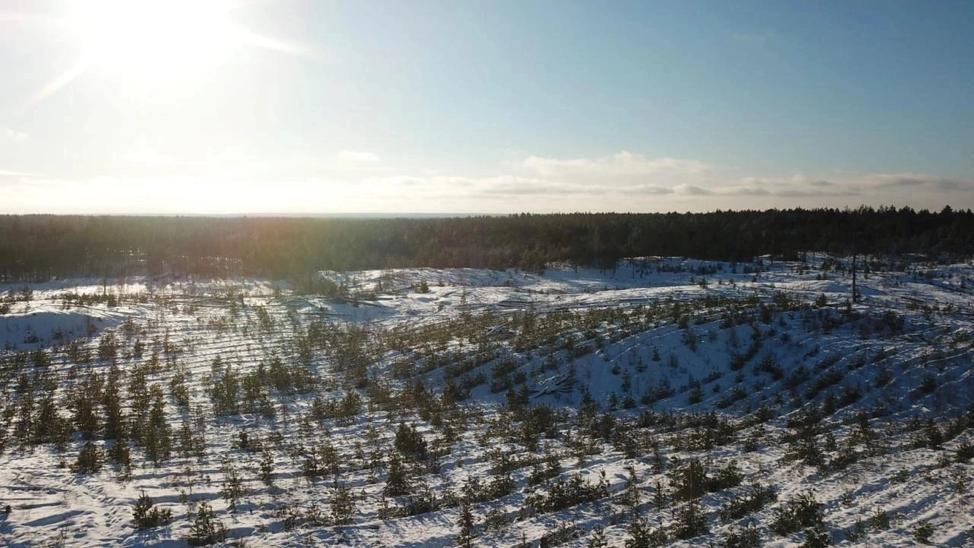 Нижегородская область попала в топ-10 регионов РФ по качеству охраны лесного фонда