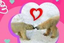 Влюбленные пары 14 февраля смогут посетить зоопарк Лимпопо в Нижнем Новгороде по одному билету