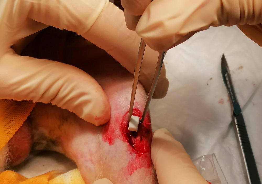 Имплантация материала в кость кролика