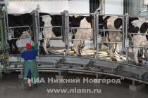 Молоко с опасными бактериями выявили в Нижегородской области