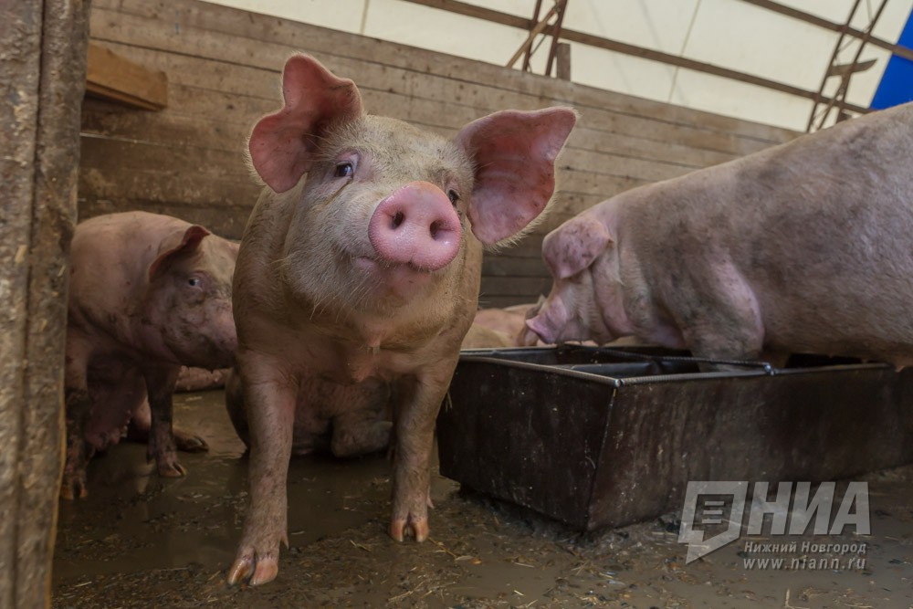 Два свинокомплекса ввели в эксплуатацию в Нижегородской области