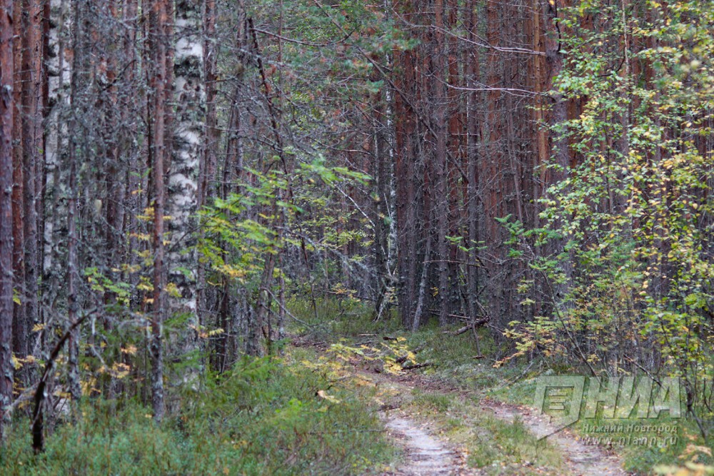 Дистанционный мониторинг из космоса охватит 2,5 млн га лесов в Нижегородской области