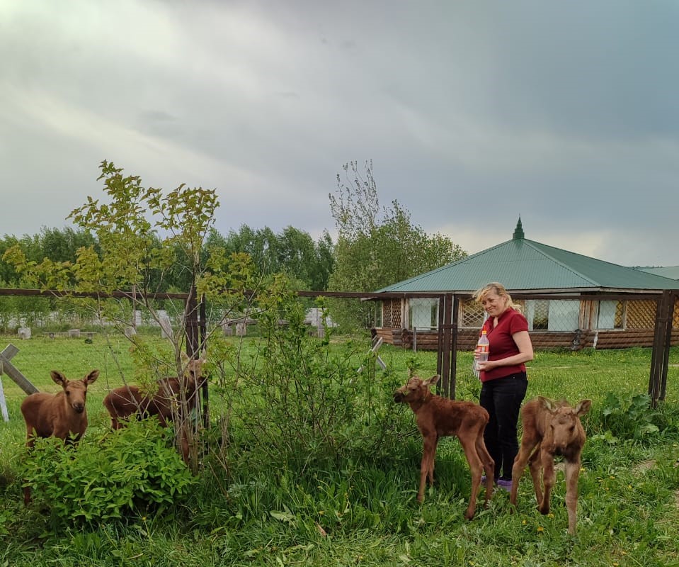 Четырех оставшихся без матери лосят спасли в Нижегородской области в мае