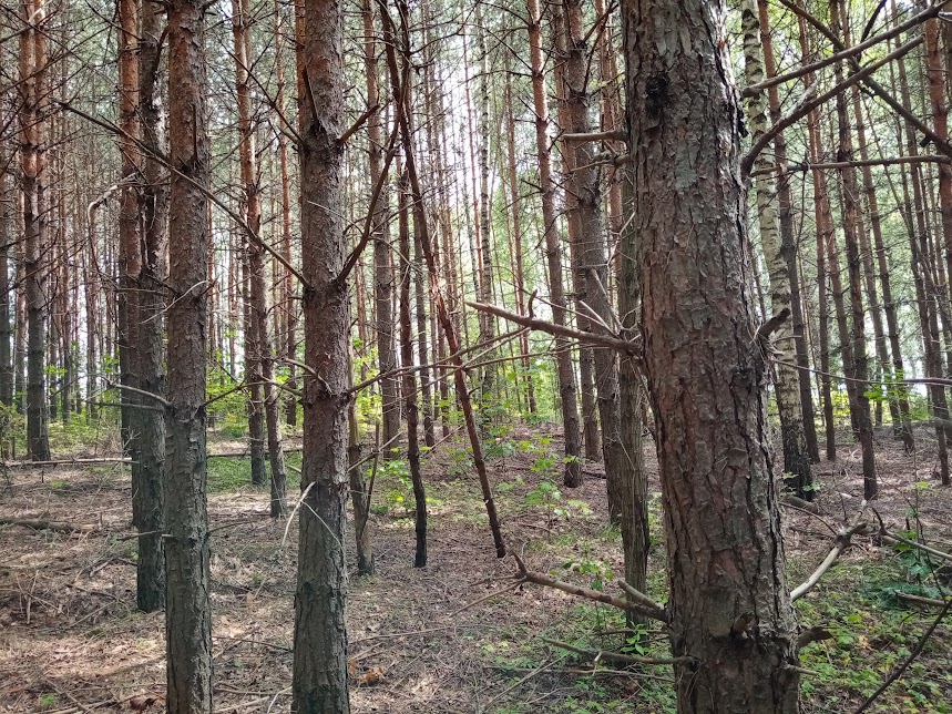 Нижегородская область вошла в топ-10 регионов РФ по лесовосстановлению