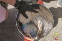 Нижегородские полицейские изъяли более 4,5 кг мефедрона на трассе М-7
