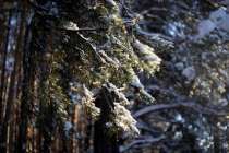 Похолодание до -20° придёт в Нижегородскую область на этой неделе