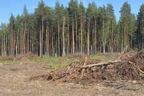 Борскому пенсионеру грозит до 7 лет тюрьмы за незаконную рубку леса