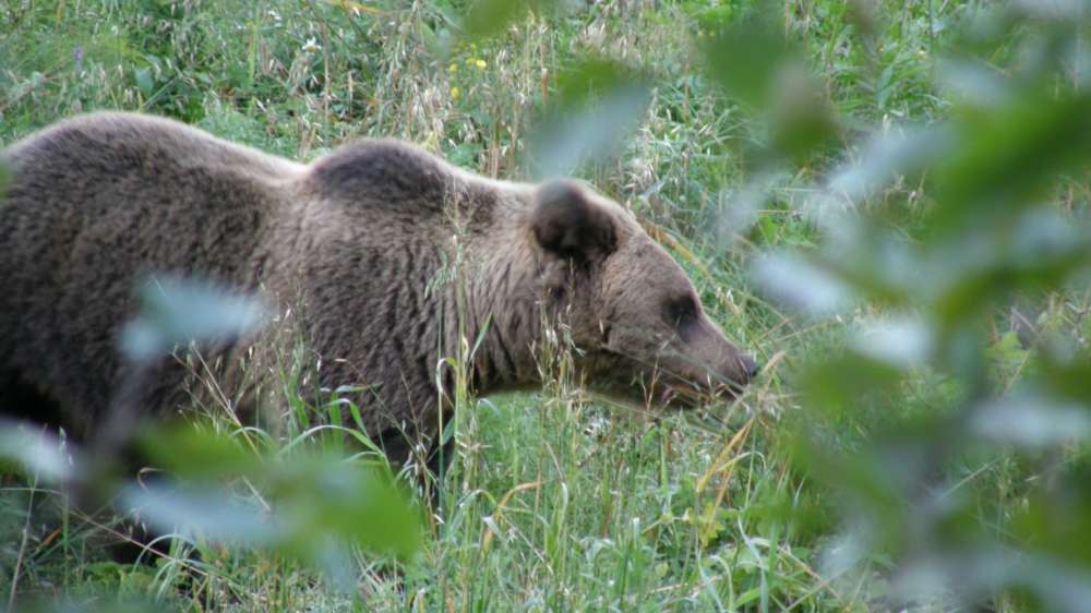 Весенняя охота на медведя открылась в Нижегородской области 21 марта