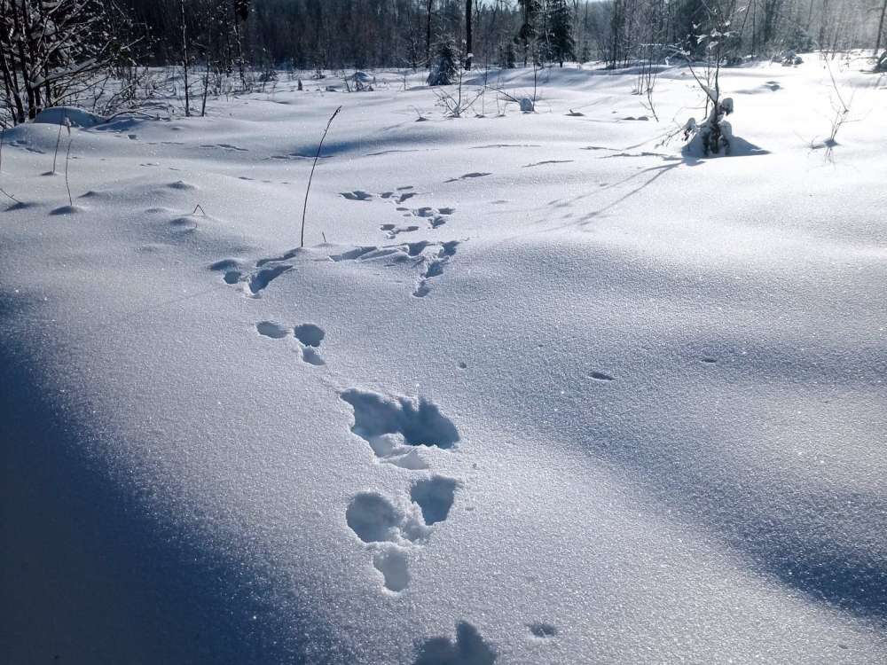 Ежегодные зимние учеты диких животных завершились в Нижегородской области