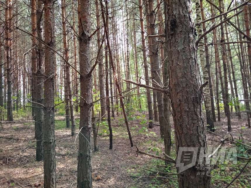 Уборка аварийных деревьев проходит в Нижнем Новгороде