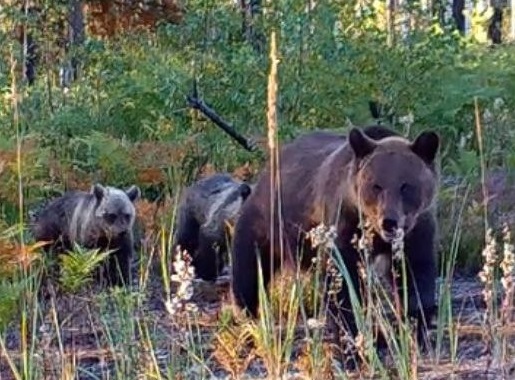 Нижегородцев предупредили об опасности встречи с медведями в апреле