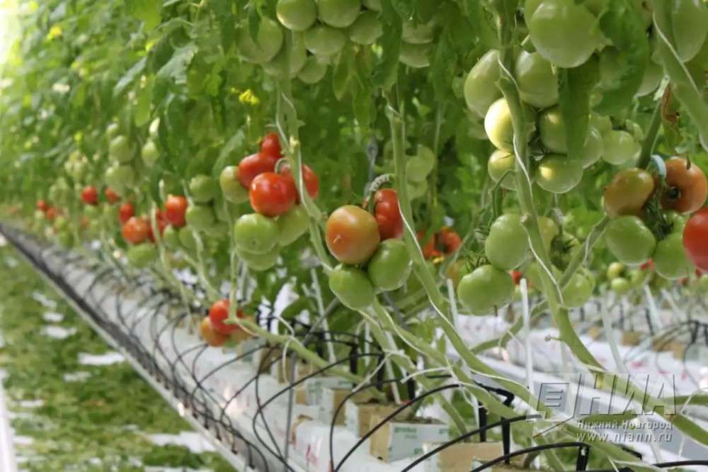 Около 40 тонн зараженных томатов пытались ввезти в Нижегородскую область
