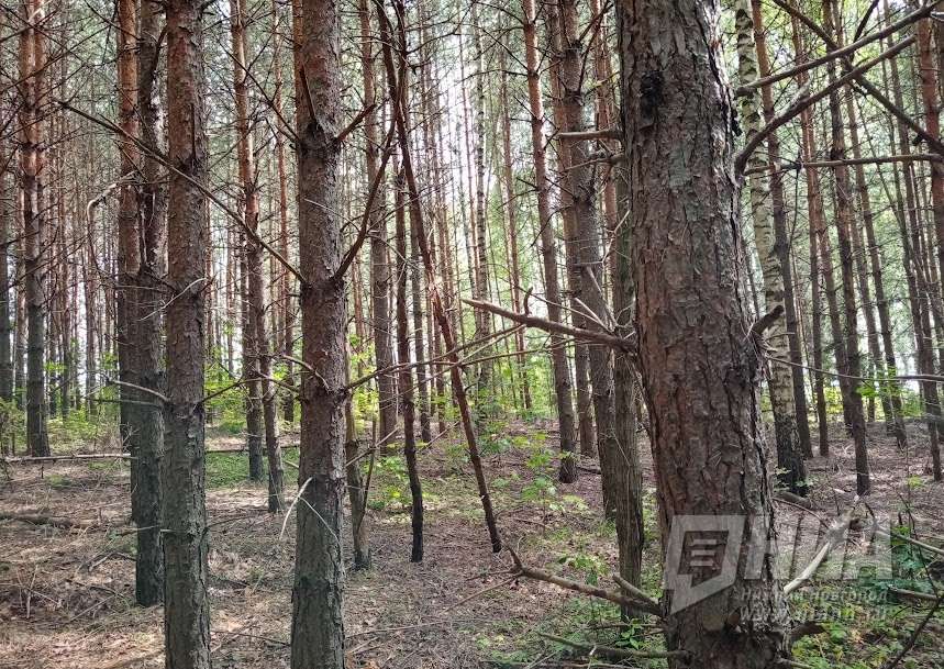 Высокая пожароопасность лесов ожидается на юго-востоке Нижегородской области