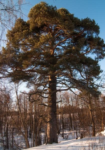 Сосна-долгожитель из Нижегородской области претендует на звание дерево года России