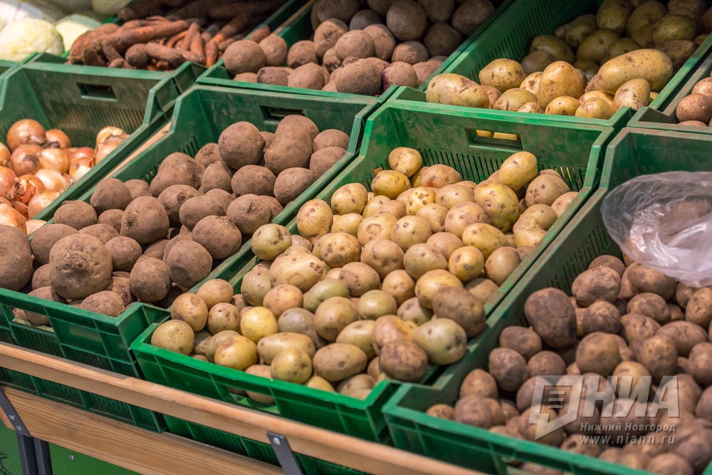 Около 680 тонн семенного картофеля экспортировали из Нижегородской области 