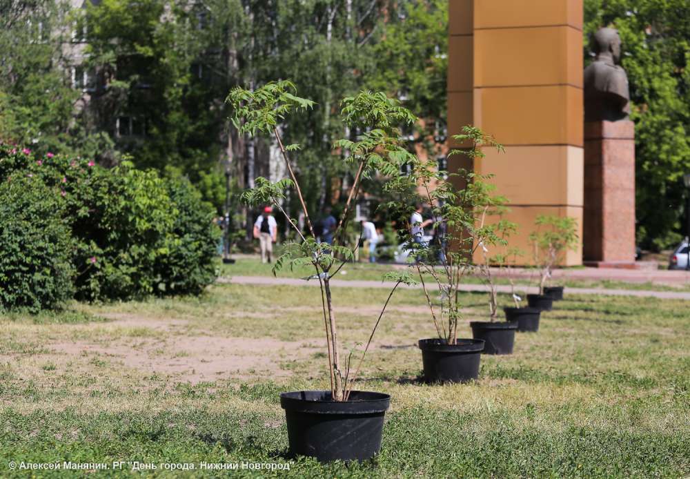 Около 14 тысяч кустарников посадят в 2024 году в Нижнем Новгороде