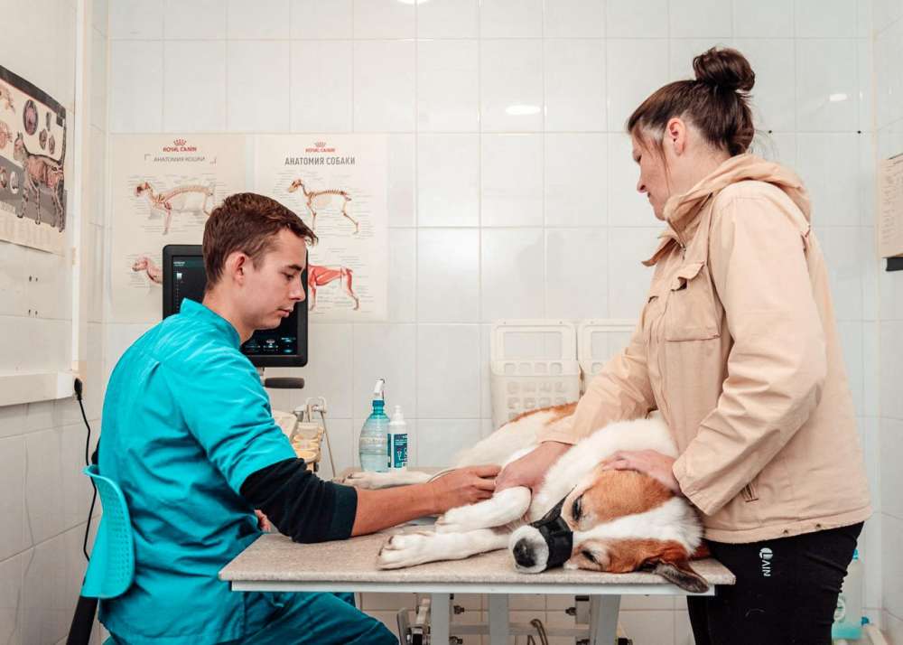 Программа бесплатной стерилизации домашних животных возобновлена в Нижнем Новгороде