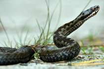 Змеи напали на четырех нижегородцев в 2025 году