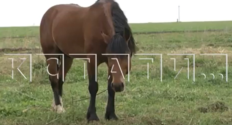 Конь перегрыз горло пьяному нижегородцу