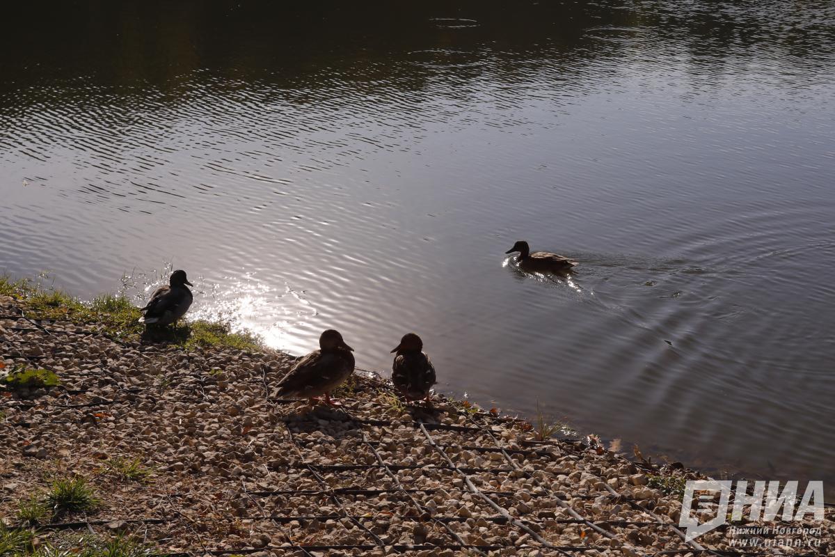 47,6 млн рублей выделили на очистные сооружения у Силикатного озера