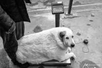 Умер знаменитый пес-пухляш Кругетс