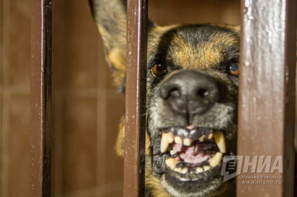 Число бездомных животных в Нижегородской области уменьшилось в пять раз