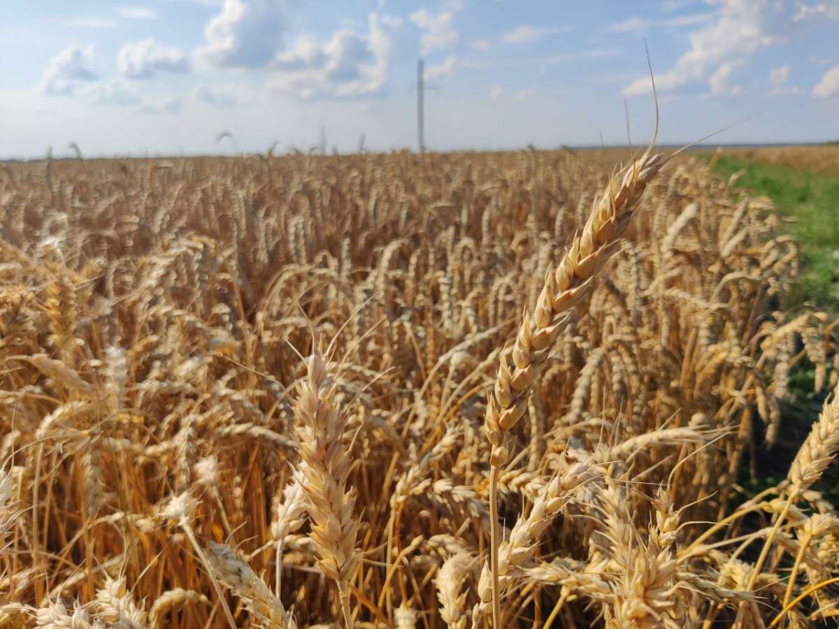 Россельхознадзор выявил более 45 тысяч тонн зерна с нарушениями в декларациях