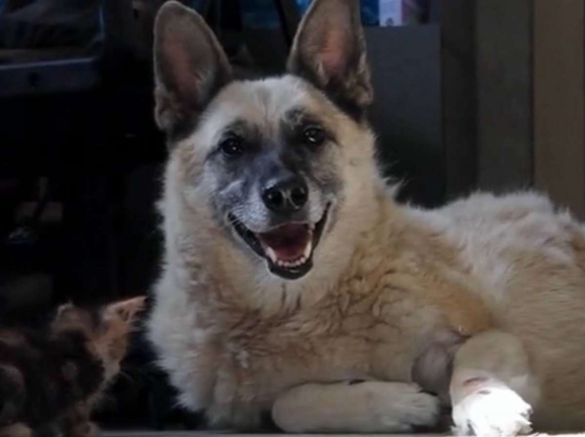 Усатый нянь: собака Ёжка воспитывает котят в нижегородском приюте