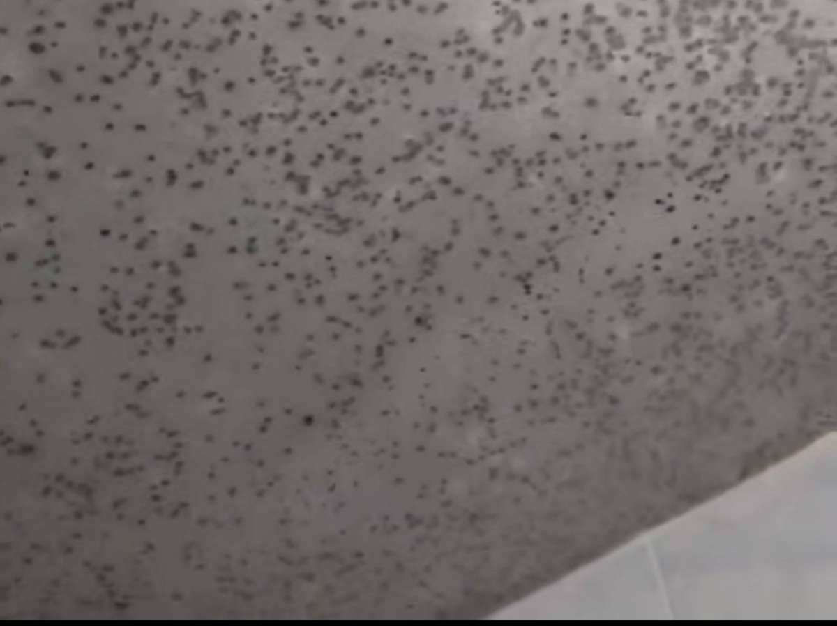 Состояние общежитий НГАТУ проверят после жалоб в соцсетях