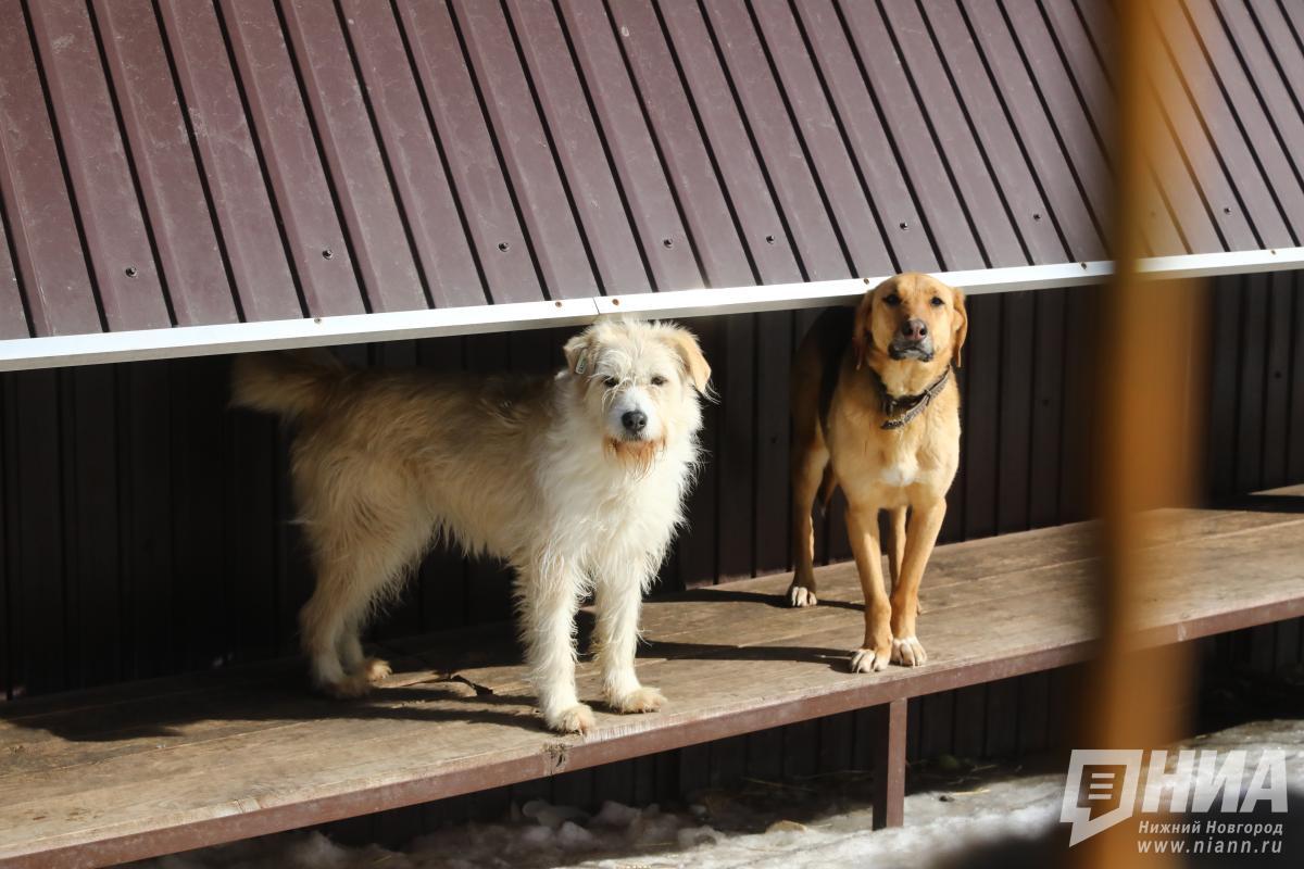 Нижегородским приютам компенсируют расходы на аренду и ветпомощь
