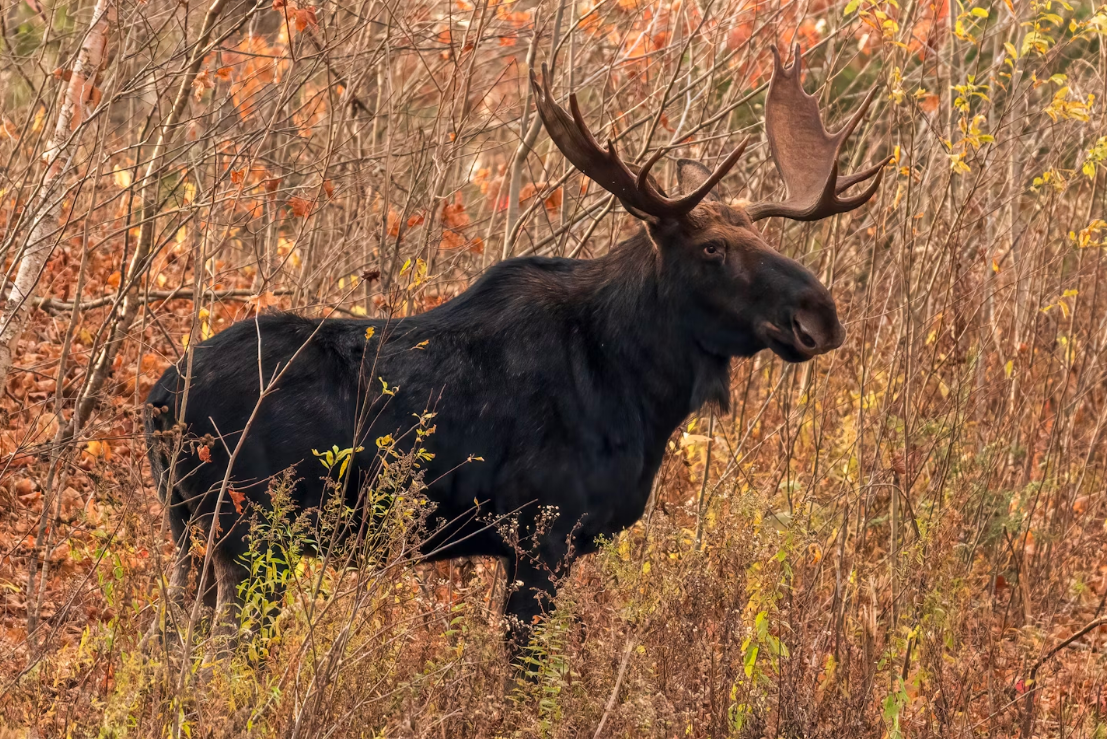Лось стал причиной смертельной аварии с тремя авто в Богородском районе