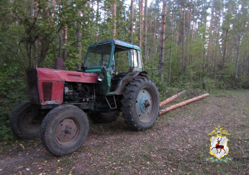 Рецидивист вновь попался на незаконной вырубке сосен в Вадском районе
