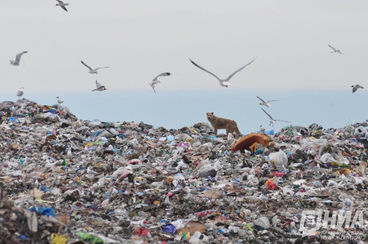 Уголовное дело из-за 12 000 тонн мусора завели в Нижегородской области