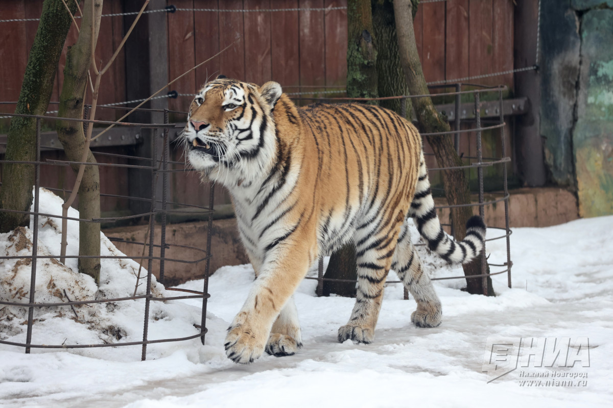 Нижегородский зоопарк Лимпопо переходит на зимний режим работы
