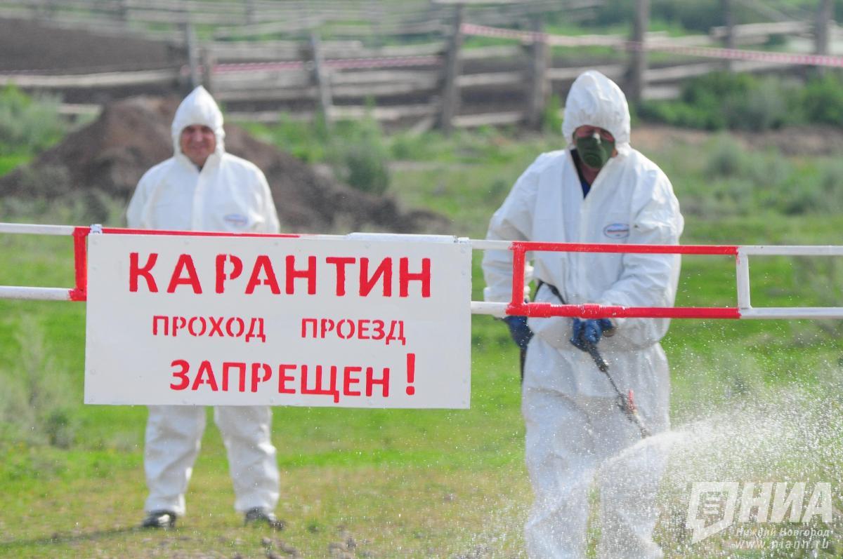 Случаи бешенства зафиксированы в 11 муниципалитетах Нижегородской области