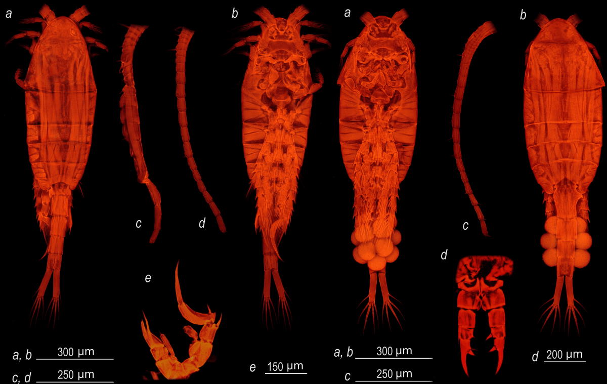 Ученые ННГУ обнаружили средиземноморского рачка в Нижегородской области