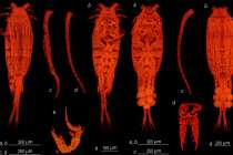 Ученые ННГУ обнаружили средиземноморского рачка в Нижегородской области