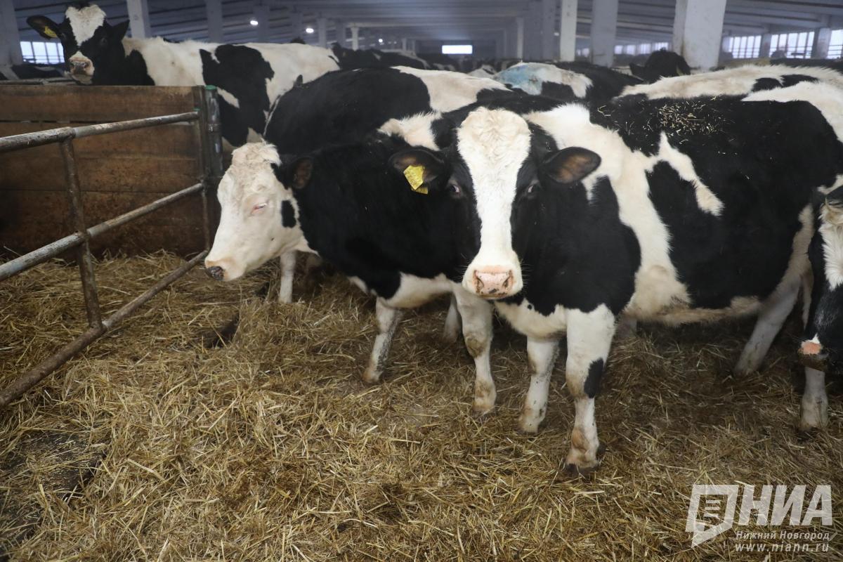 Пять деклараций на молочку и мясо с нарушениями отозвали в Нижегородской области