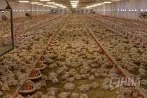 Птицефабрику в Нижегородской области продают за 183 млн рублей