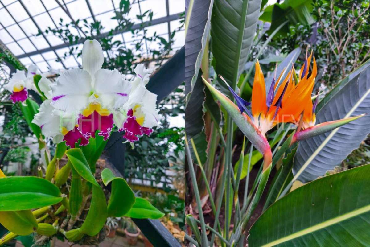 Экзотические цветы расцвели в Ботаническом саду ННГУ
