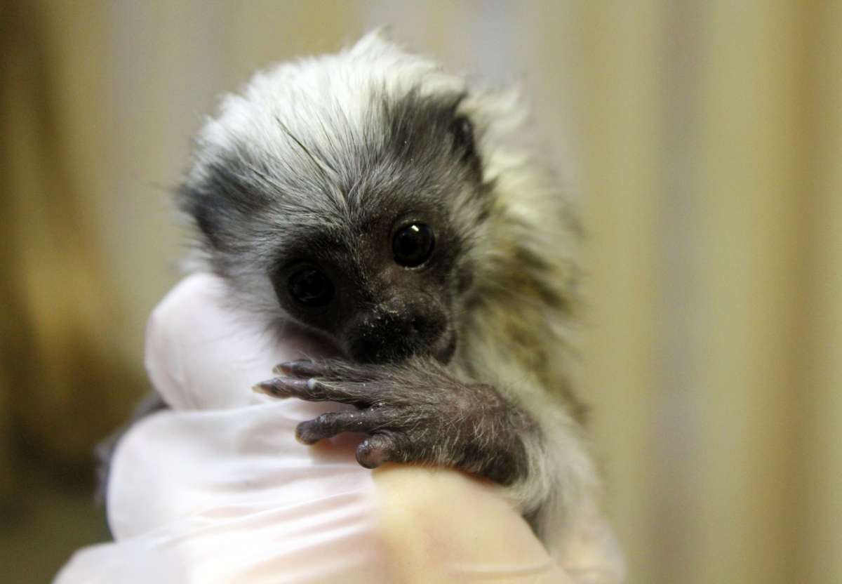 В нижегородском Лимпопо выкармливают крошечного детеныша эдипова тамарина