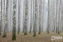 В Нижнем Новгороде пермяка осудили за контрабанду лесоматериалов