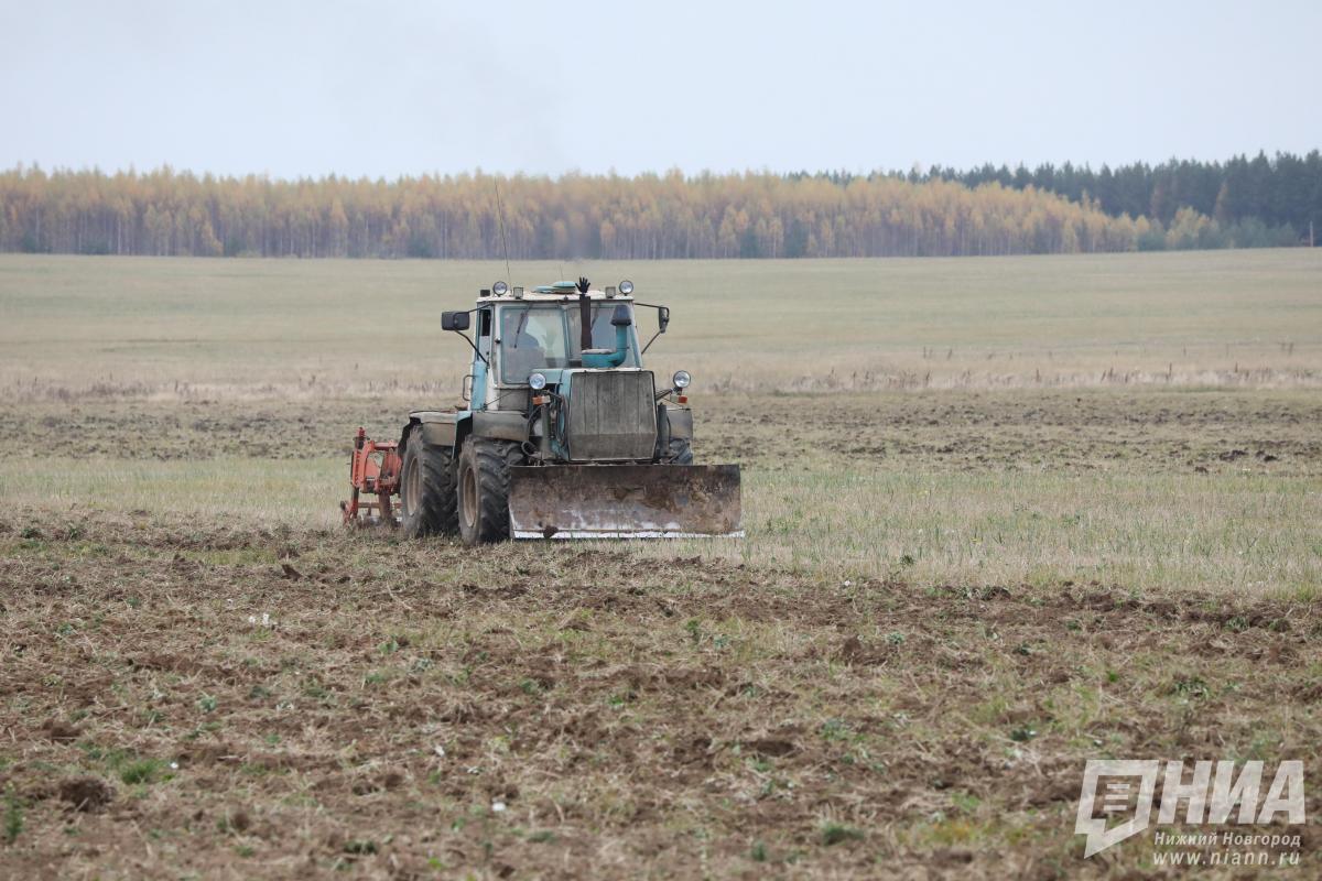 Карантин из-за опасного сорняка отменили в Нижегородской области