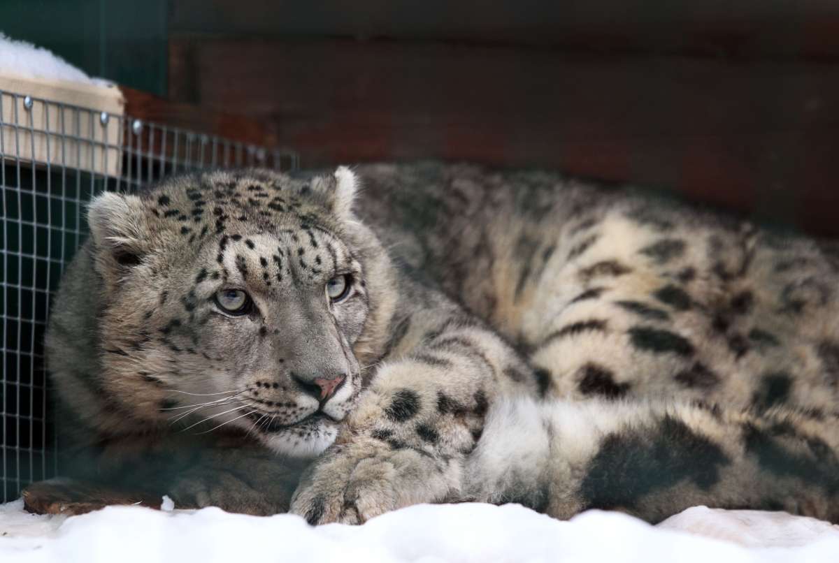 Снежный барс Базель из Швейцарии поселился в нижегородском зоопарке