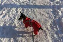 Нижегородским любителям собак дали советы, как помочь питомцам в новогоднюю ночь